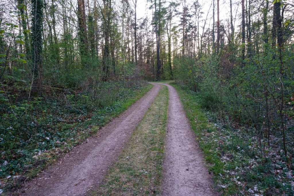 Gravel-Gruppe auf Waldweg im Brandenburger Sommer