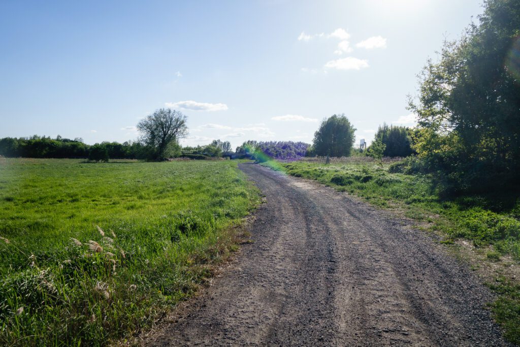 Mischwald-Singletrail im Wüstemarker Forst zwischen Waltersdorf und Miersdorf